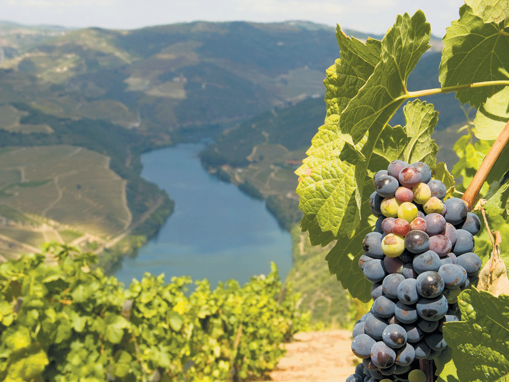Valley high: Douro grapes