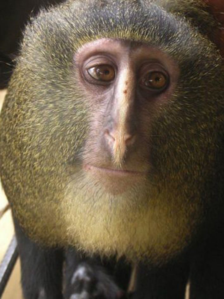 Wild lesula (Cercopithecus lomamiensis) have been found in their remote range in central Democratic Republic of Congo