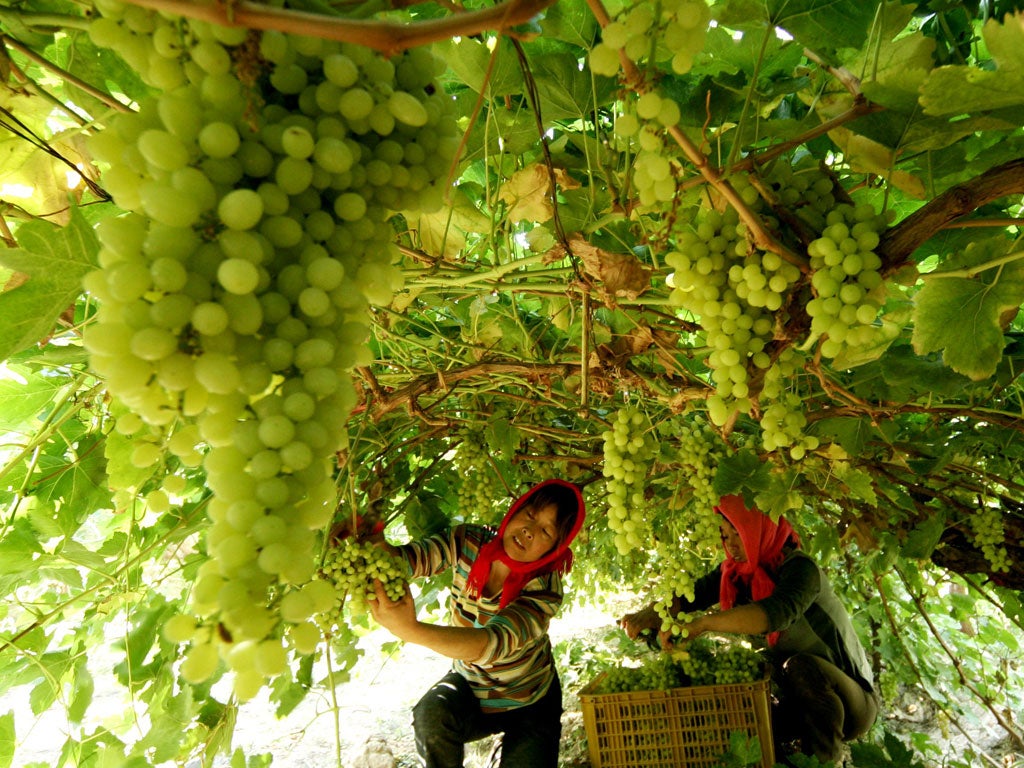 Farmers pick grapes at a vineyard in Hami, northwest China's Xinjiang region