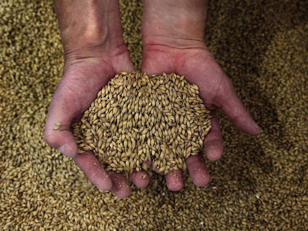 Hops: Enjoying a resurgence in popularity thanks to ale