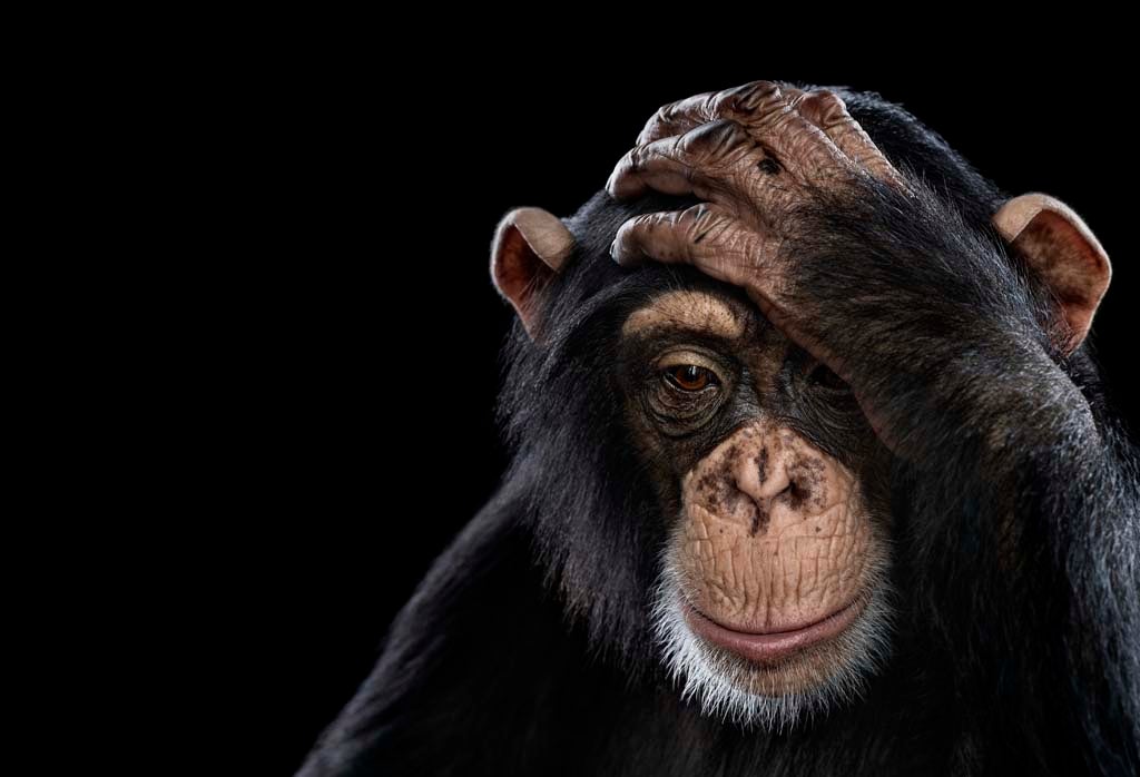Chimpanzee portrait - part of the Affinity collection by Brad Wilson