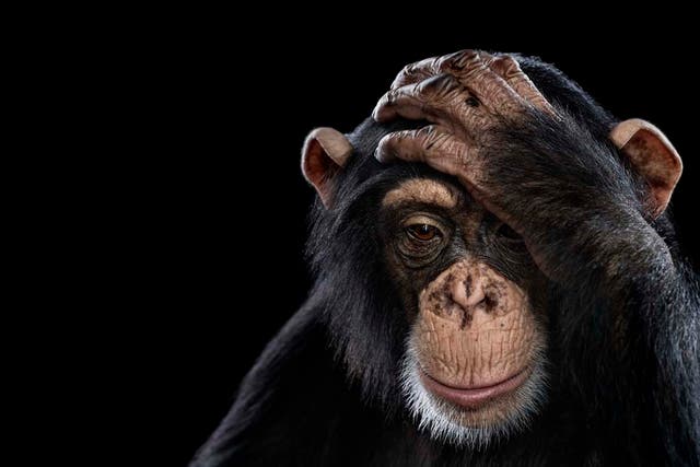 Chimpanzee portrait - part of the Affinity collection by Brad Wilson