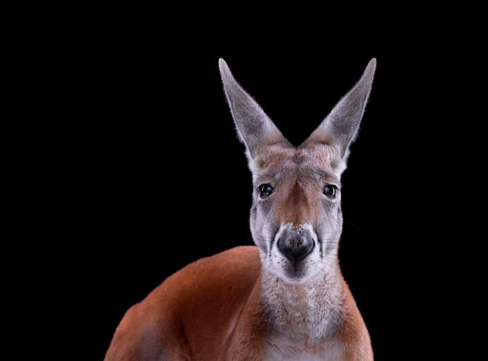 A modern day kangaroo