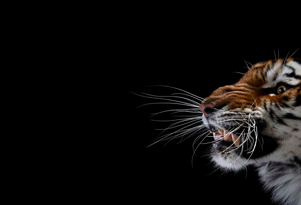 Tiger portrait - part of the Affinity collection by Brad Wilson