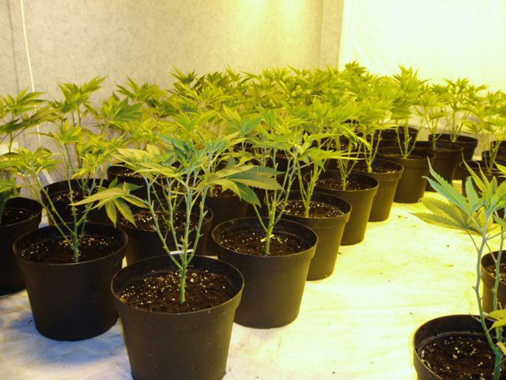 These 25 cannabis plants, seized in Merseyside police, could have generated a turnover of £40,000 a year
