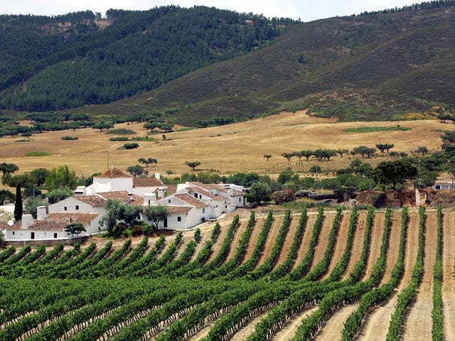 Vineyards of the Alentejo