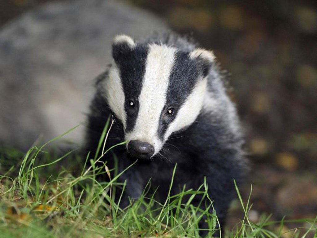 A renowned scientist whose work has been cited by the Government to justify its plan to cull badgers has called the scheme “crazy”.