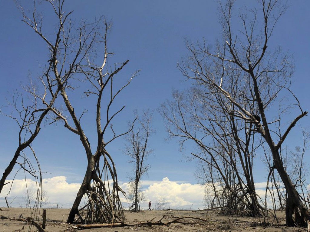 Some of the mangrove in Bajo Lempa destroyed by rising sea levels