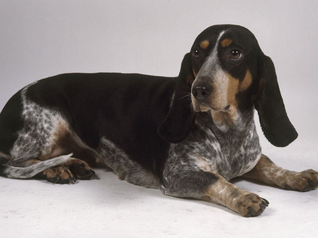 A Blue Gascony Basset hound