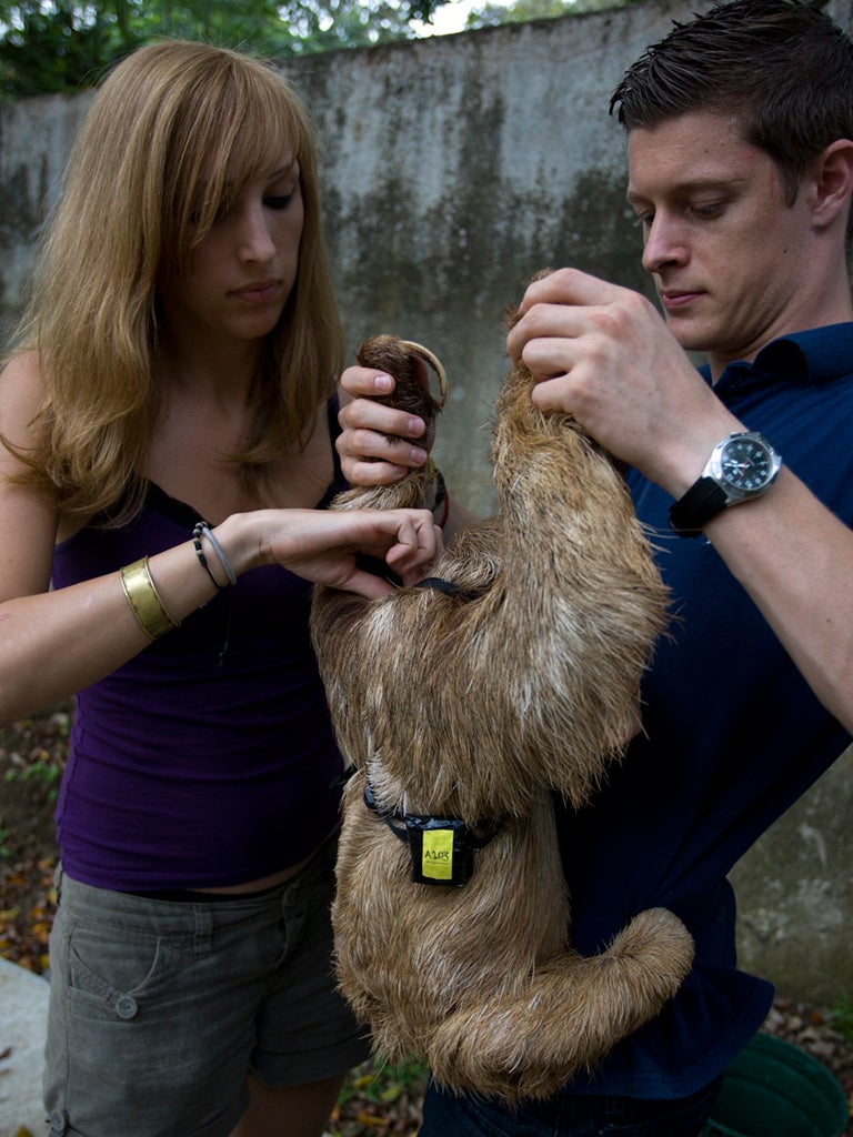 Becky helps conserve another sloth