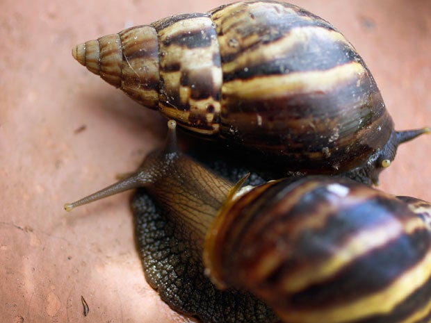 Giant African land snails are often eaten as bar snacks in Nigeria