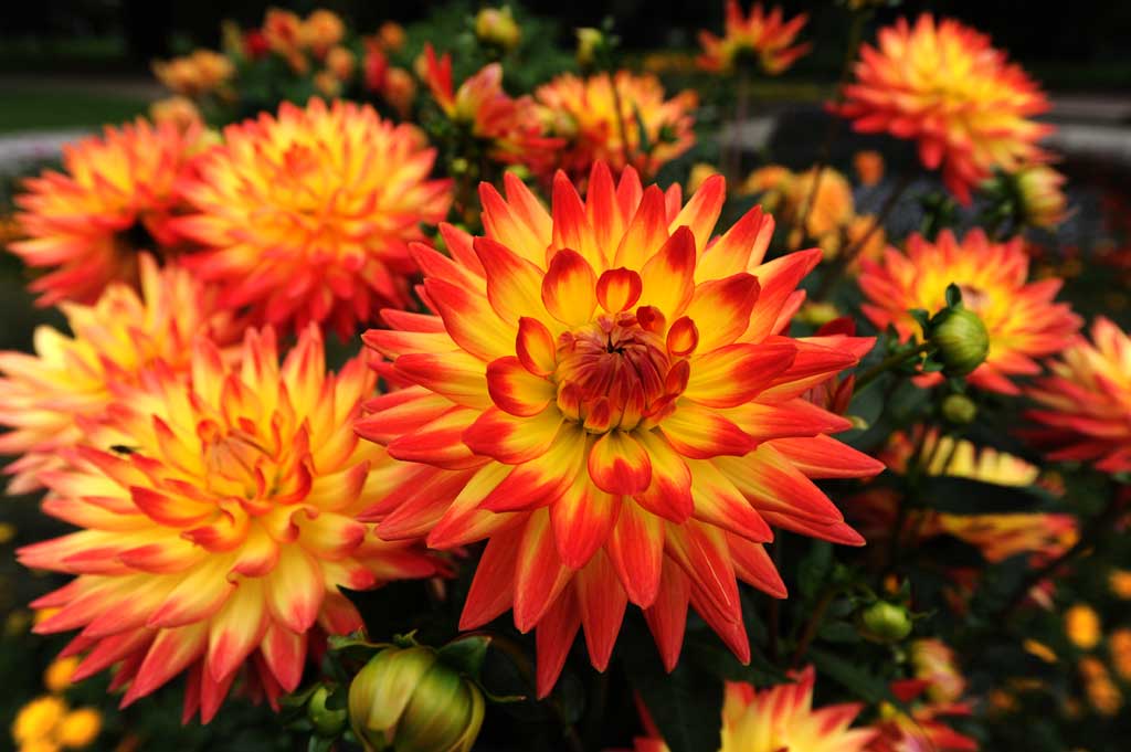Dahlias are wonderful growers, producing flowers for months at a stretch
