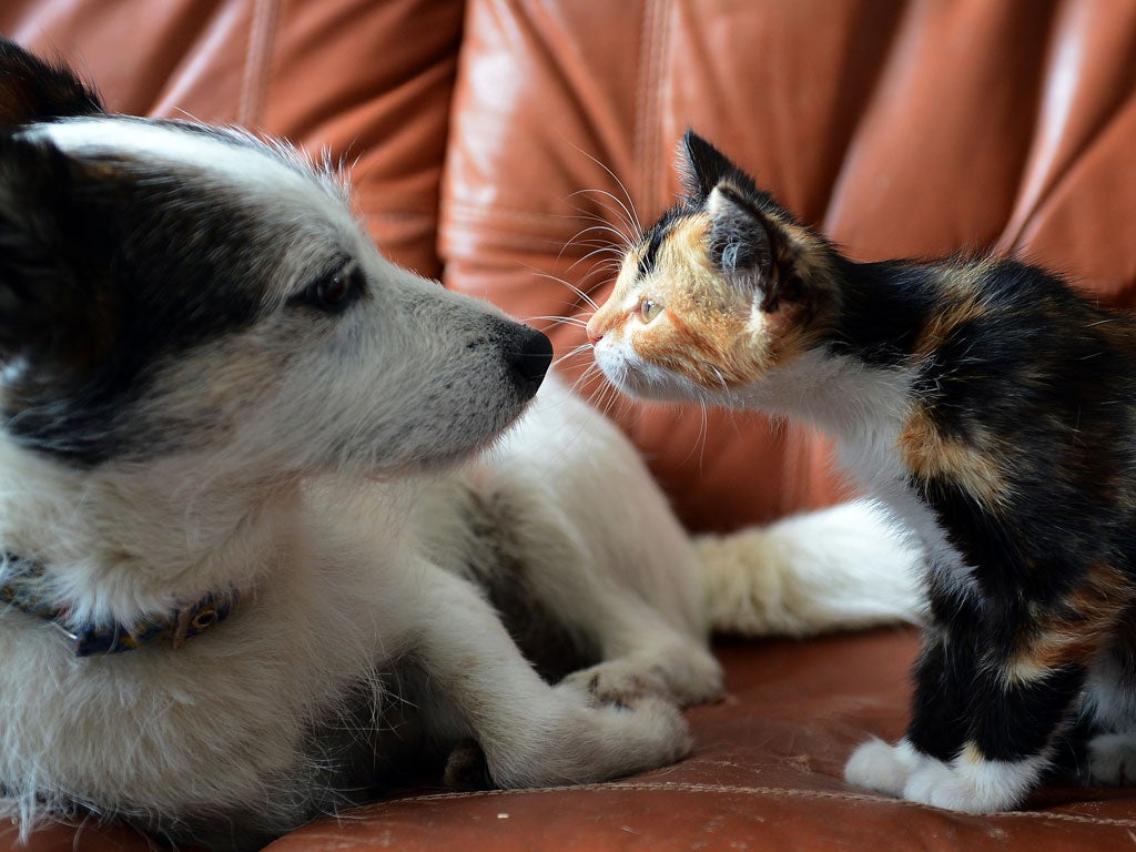 Dog Nikon and cat Zoia look at each other on August 18, 2012, in Warsaw.