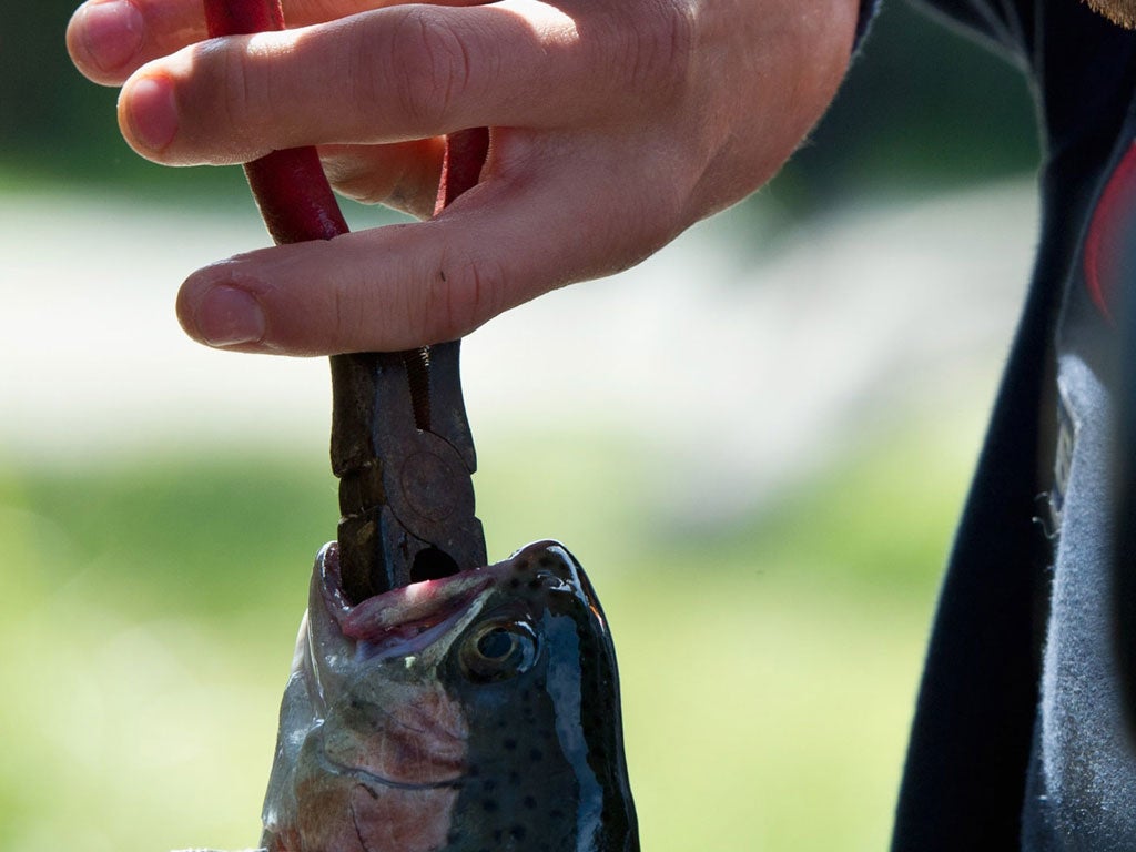 A fisherman roots around inside the mouth of a freshly caught trout