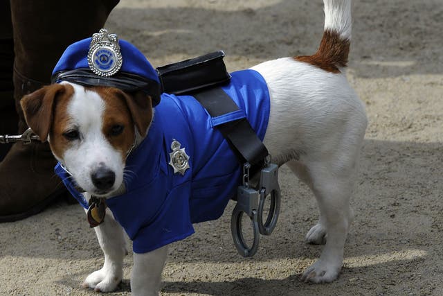 A 'Police' dog attends the 21st Annual Tompkins Square Halloween Dog Parade in New York on October 22, 2011