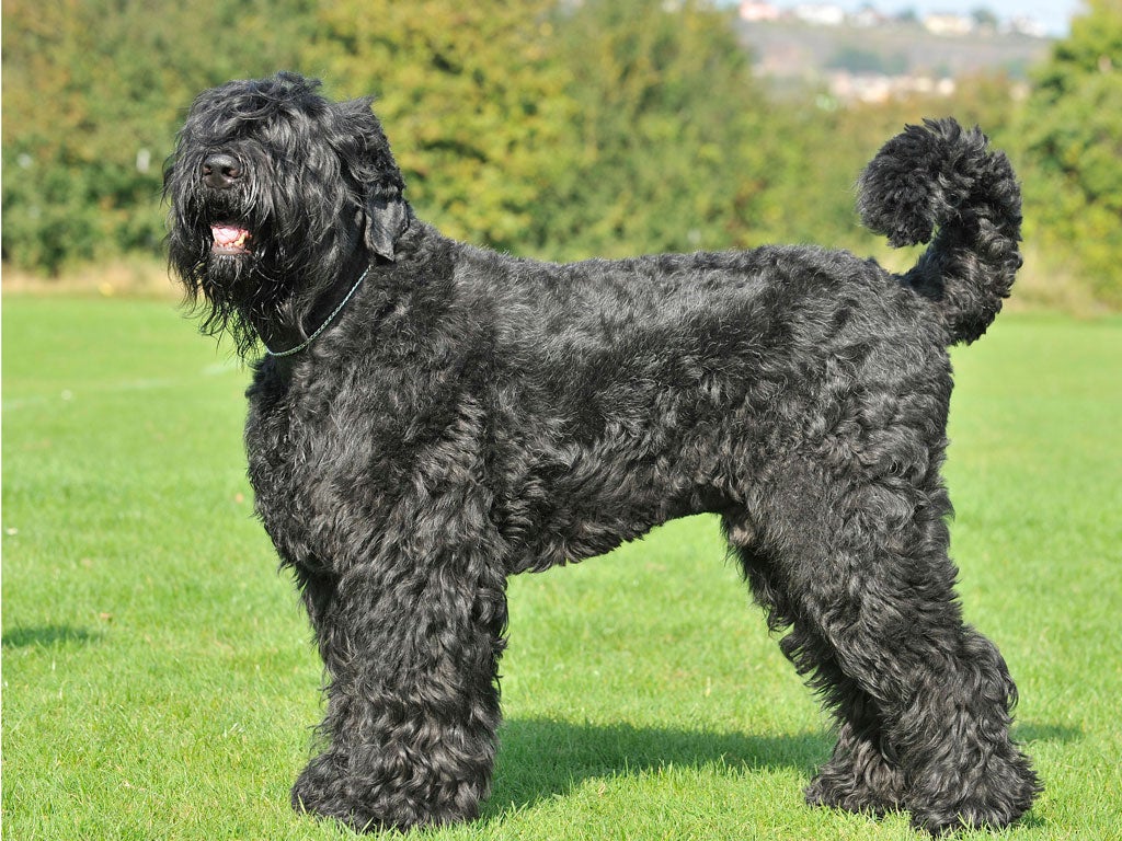 A Russian black terrier or 'Stalin dog'