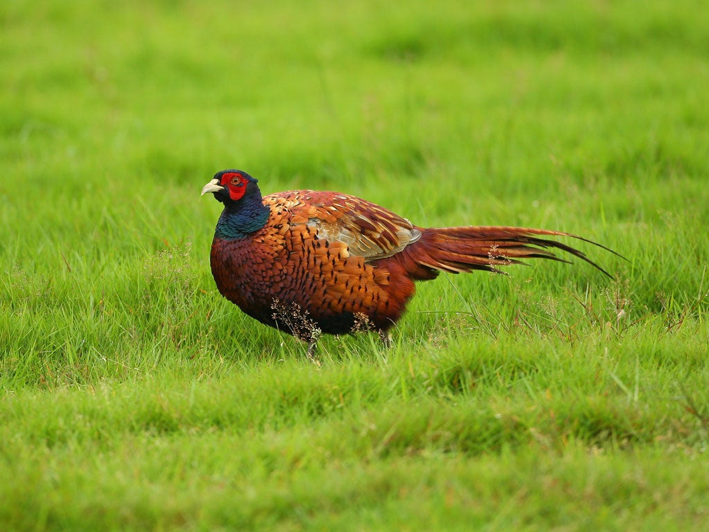 A pheasant watches the golf at Gleneagles on August 31, 2008 at the Gleneagles Hotel in Perthshire.