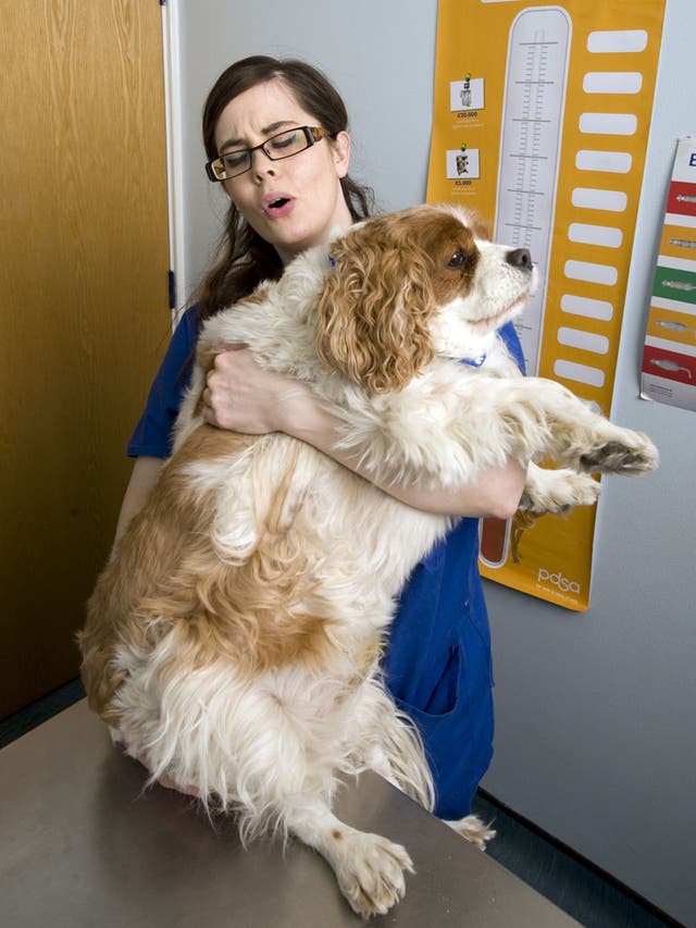 Cavalier Jack weighed a whopping 22kg before starting his PDSA diet