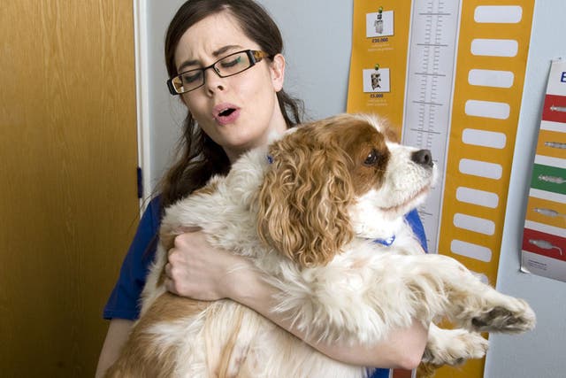 Cavalier Jack weighed a whopping 22kg before starting his PDSA diet
