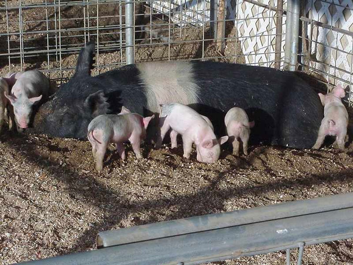 Par løgner Grisling Investigators say Oregon farmer may have been deliberately knocked over and  eaten by 50-stone pigs | The Independent | The Independent