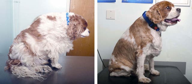 Before and after photos of Jack, a Cavalier King Charles Spaniel, from Stanmore, Middlesex, who has been crowned the UK's pet slimming champion for 2012