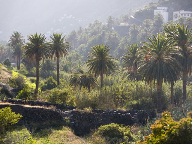 Open for business: La Gomera’s Valle Gran Rey