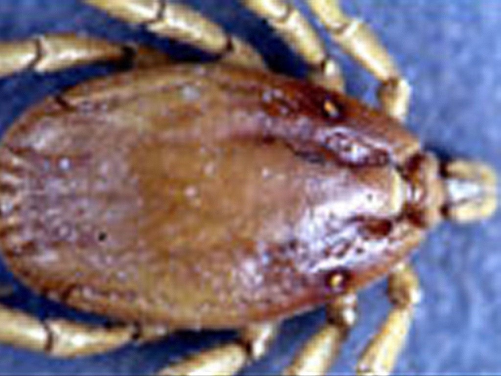 Sporadic infection of people is usually caused by Hyalomma tick bite.