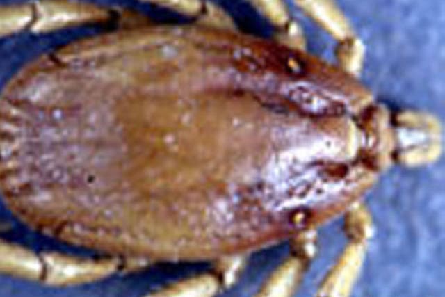 Sporadic infection of people is usually caused by Hyalomma tick bite.