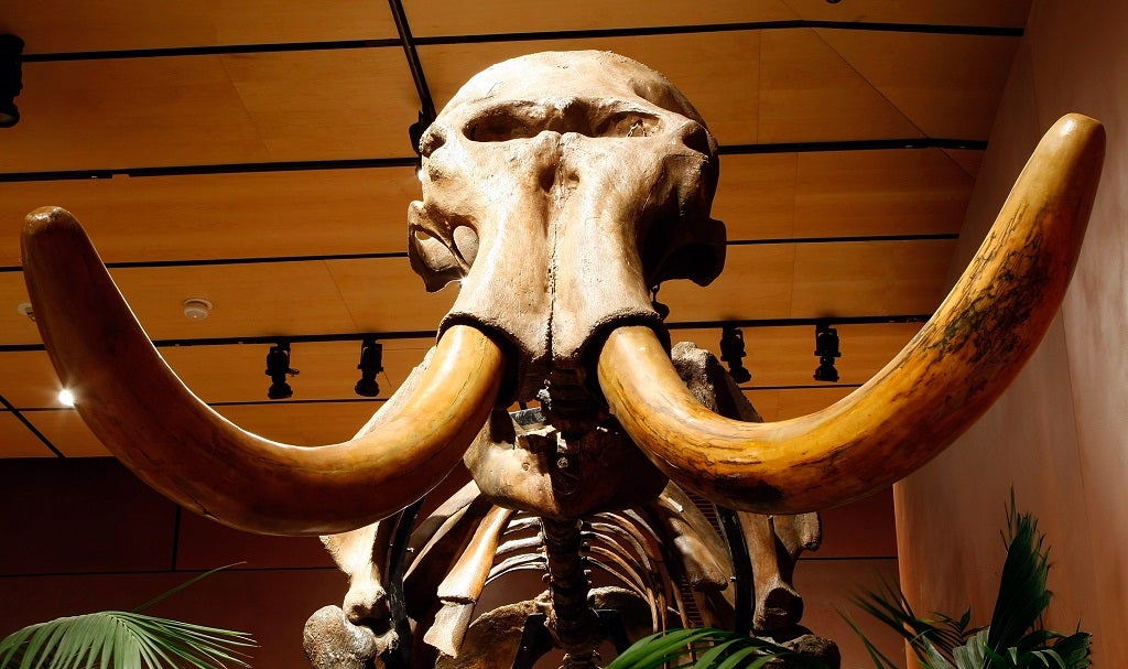 New research suggests woolly mammoths became extinct because of climate change, not hunting by humans