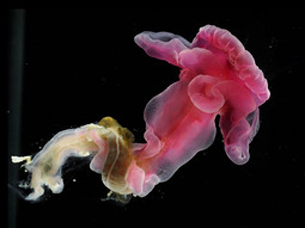 Yoda purpurata is one of three new species of deep-sea acorn worms discovered 1.5 miles beneath the Atlantic