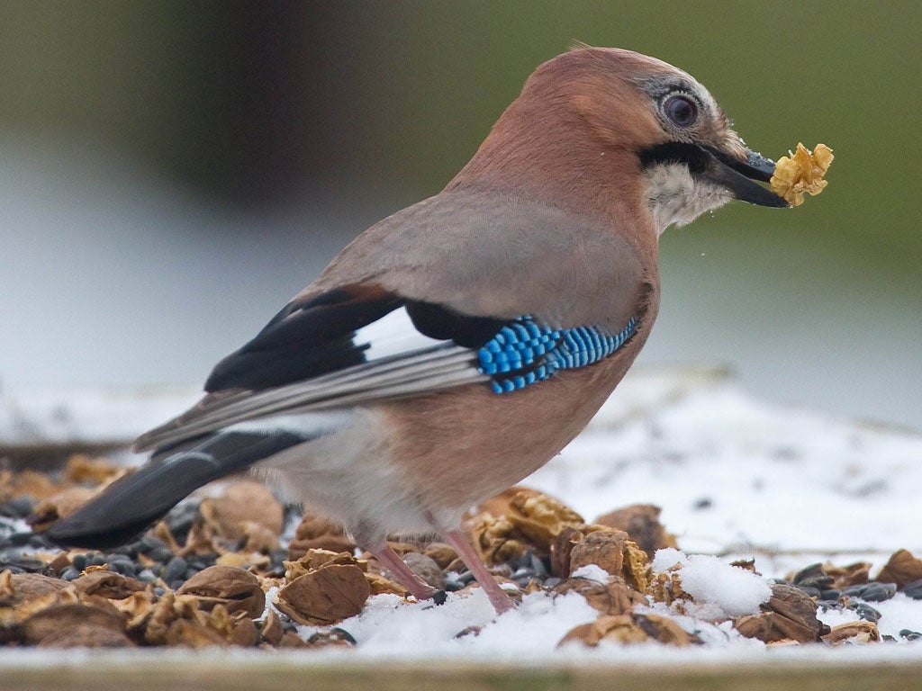 Jays have been more visible than normal around the UK as they widen their search for food