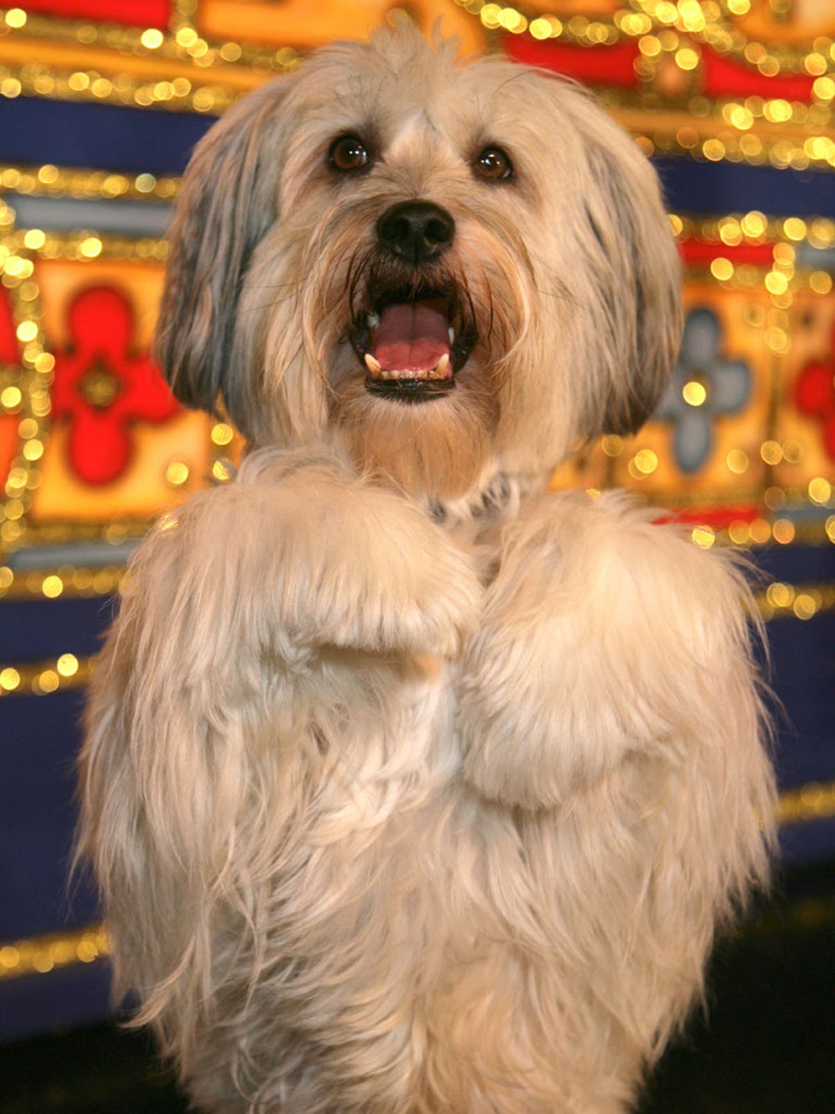 What Kind Of Dog Is Pudsey