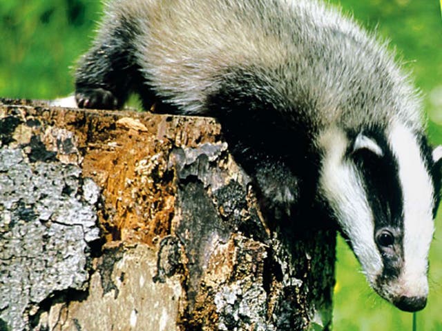 Three badgers that were illegally shot in Shropshire may have been killed by farmers “let down” by the postponement of the badger cull, an animal welfare group has claimed