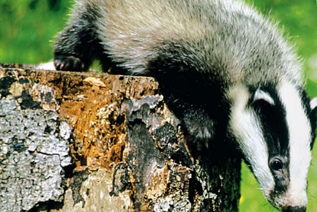 There are 250,000 adult badgers in the UK