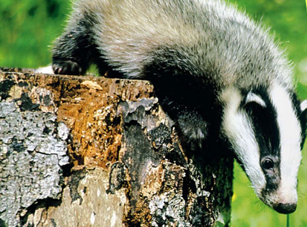 There are 250,000 adult badgers in the UK