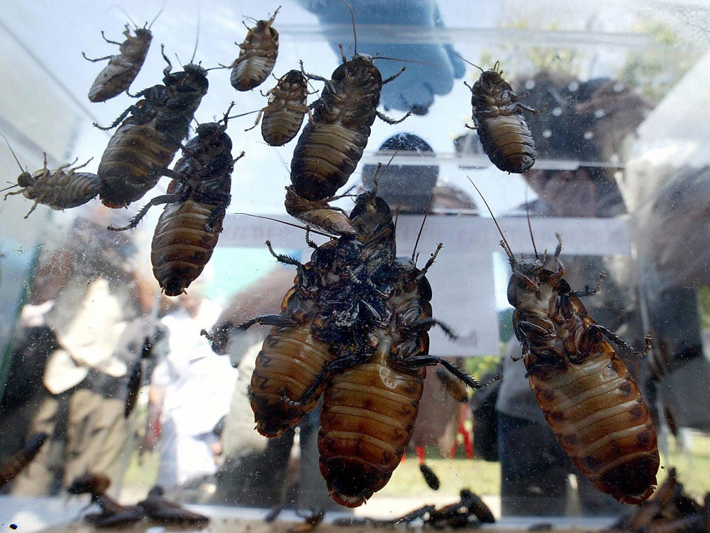 Michael Adams, professor of entomology at the University of California at Riverside, said he had never heard of someone dying after eating cockroaches..