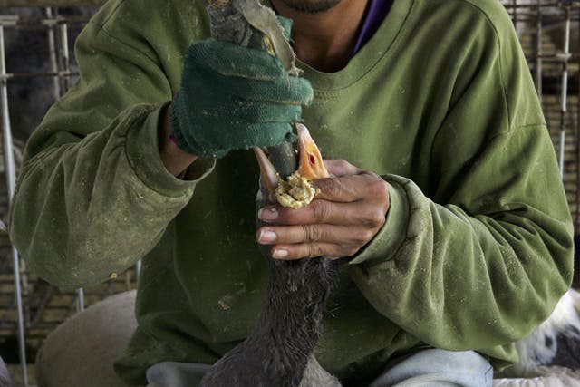 A farm hand uses a tube and a pneumatic pump to force-feed a goose with enriched corn meal to enlarge its liver at an Israeli farmer's house. The Israeli Supreme Court ruled that force-feeding geese to produce foie gras (liver pate) is cruel and has banned its practice. Israel is the world's 3rd largest foie gras producer.