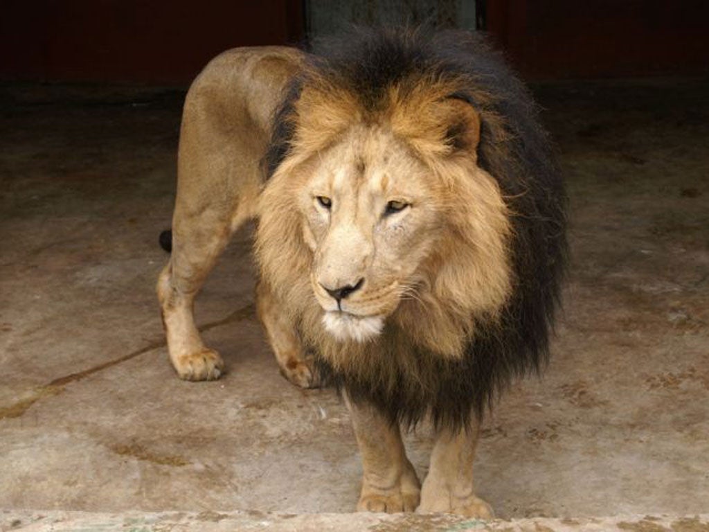 An Addis Ababa lion