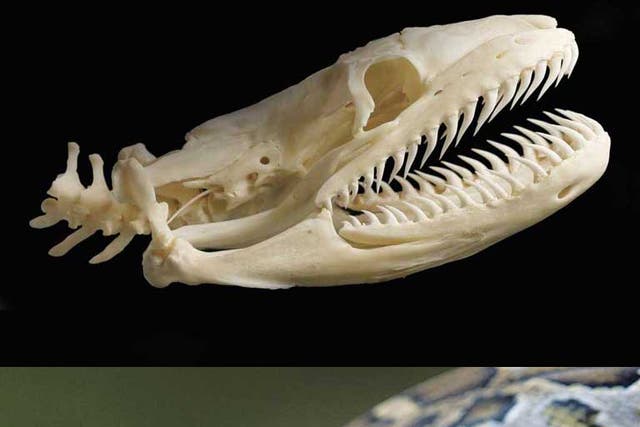 Shedding its skin: The skull of a Burmese python