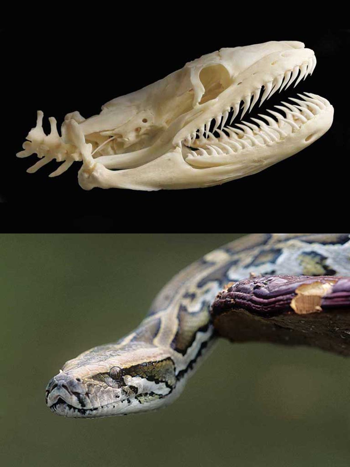 Строение питона. Скелет питона змеи. Анатомия королевского питона. Скелет королевского питона. Королевский питон челюсть.
