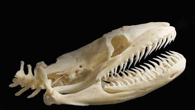 The Bone Man A Skull Collector Reveals His Extraordinary Private Collection The Independent The Independent