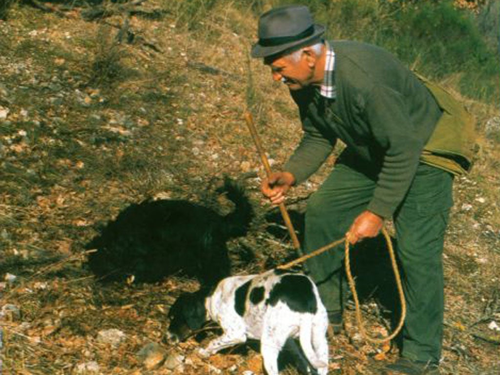 <p><strong>Gourmet escape</strong></p>
<p>The Palazzo Seneca in Norcia has a "Truffles and Chocolate" deal to coincide with the Eurochocolate Festival in nearby Perugia (19 to 28 Oct). It includes three nights' B&amp;B, one dinner at the Vespasia Restaurant, a visit to a chocolate factory and truffle hunting for €379pp during the festival (<a href="http://www.palazzoseneca.com" target="_blank">palazzoseneca.com</a>).</p>
<p><strong>In the Pink</strong></p>