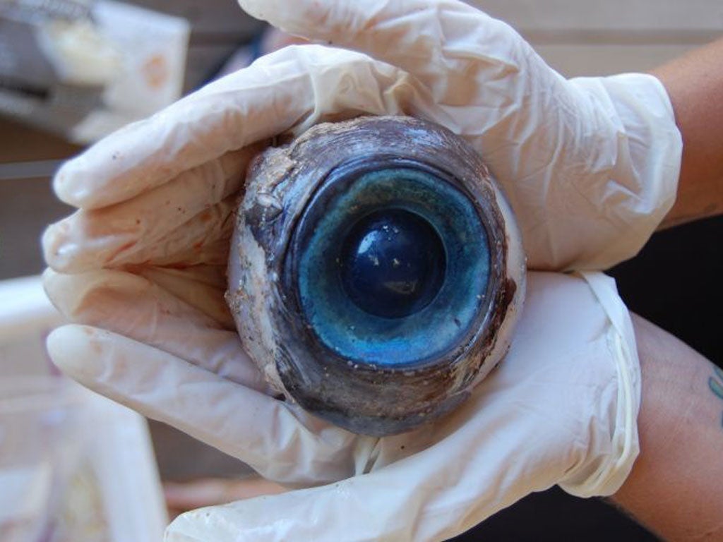 A giant eyeball from a mysterious sea creature that washed ashore and was found by a man walking the beach in Pompano Beach in Florida on Wednesday. No one knows what species the huge blue eyeball came from