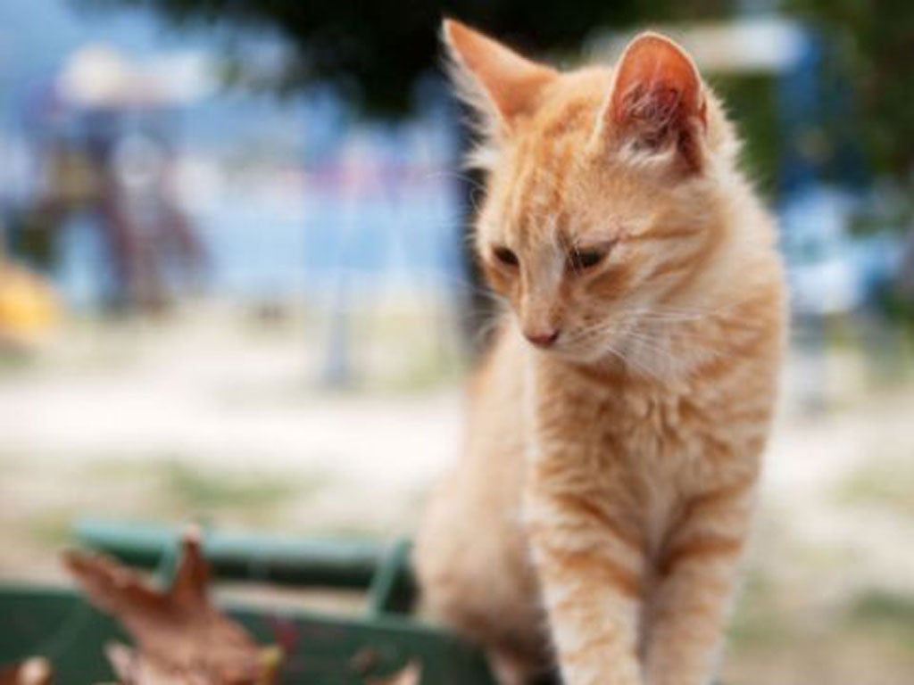 Cruel For Cats: Hard Times For Humans Lead To An Epidemic Of Stray Pets |  The Independent | The Independent