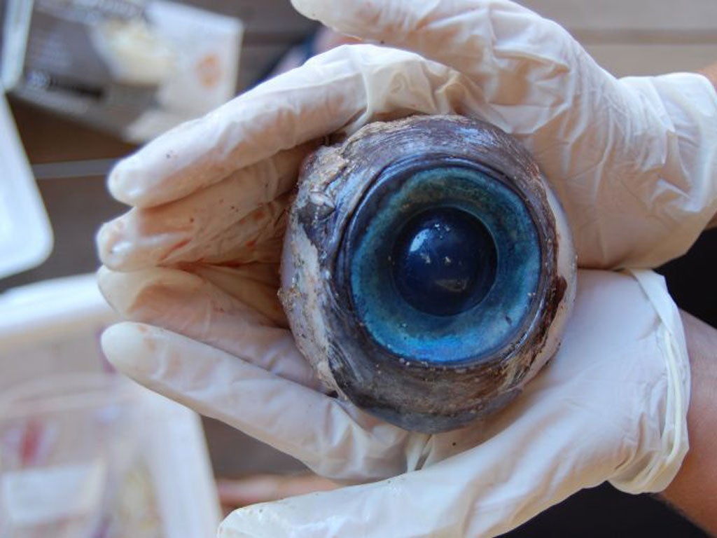 The mystery eye was found by a walker at Pompano