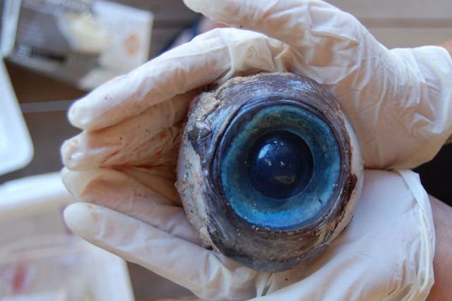 The mystery eye was found by a walker at Pompano