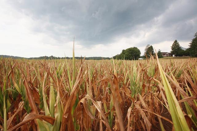 Cornfields - moving north due to climate change
