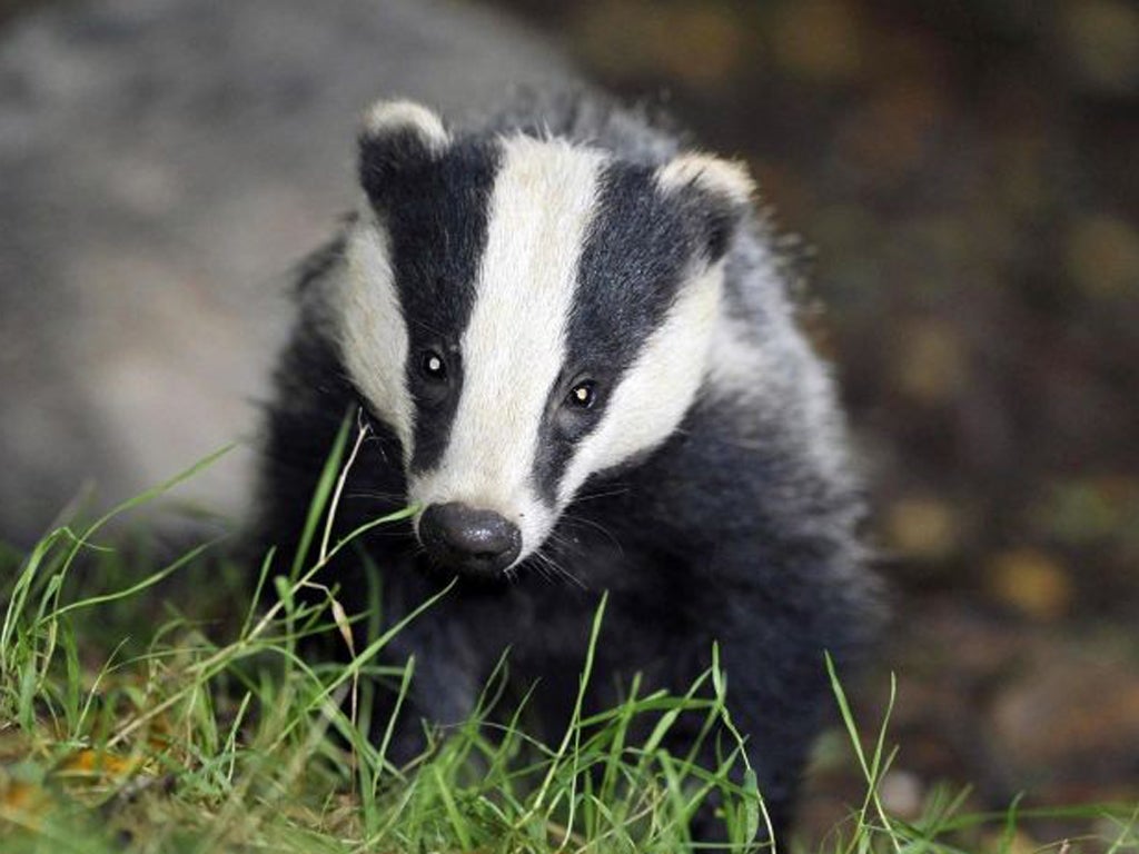 David Attenborough has outlined his opposition to a planned badger cull