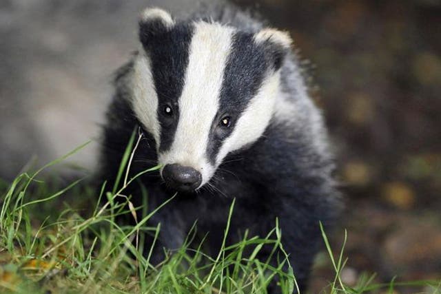 Badgers are being blamed for putting a village at risk of flooding