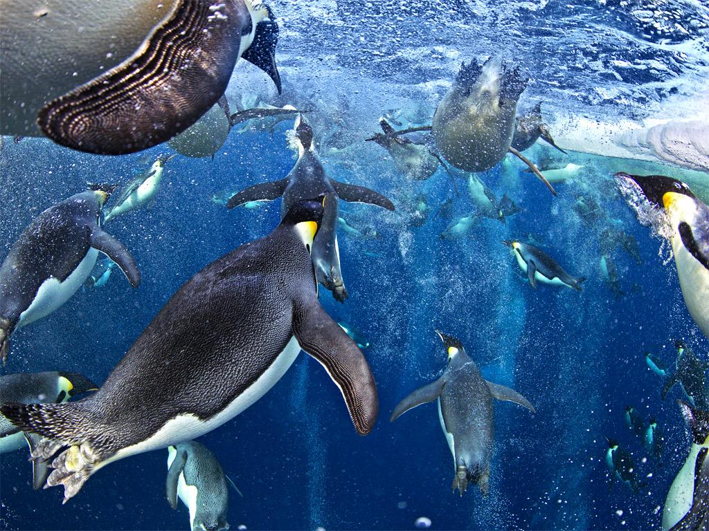 1. 'Bubble-jetting emperors', Ross Sea, Antarctica
